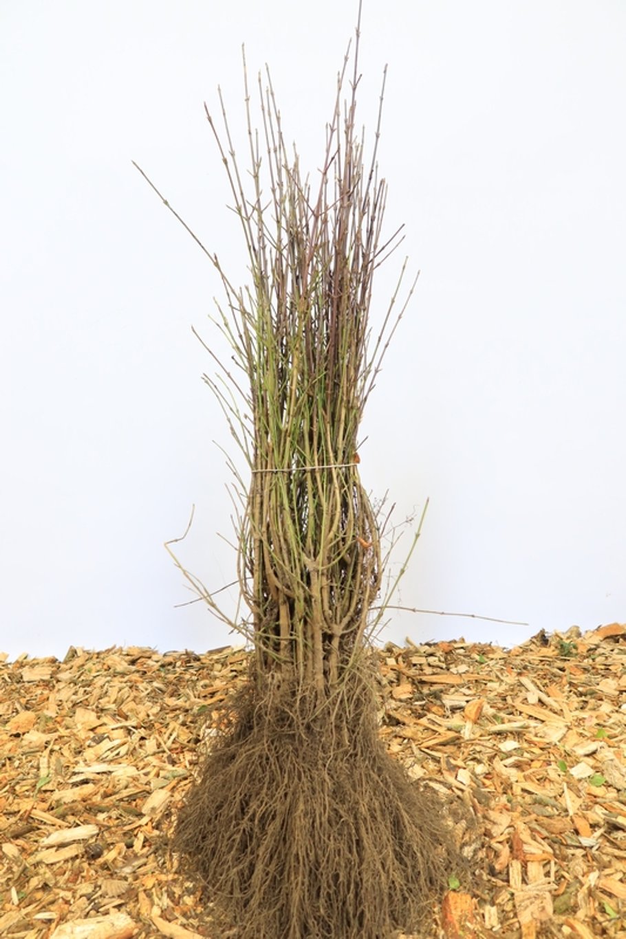 Cornus mas - 50-80 CM bare root 1/1
